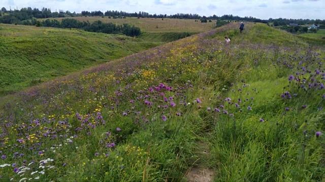 Красота русской природы. Вид с крепостного вала Старицы на разноцветье.