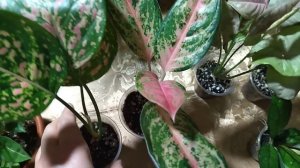 Выставка цветов в декабре. Краснодар.