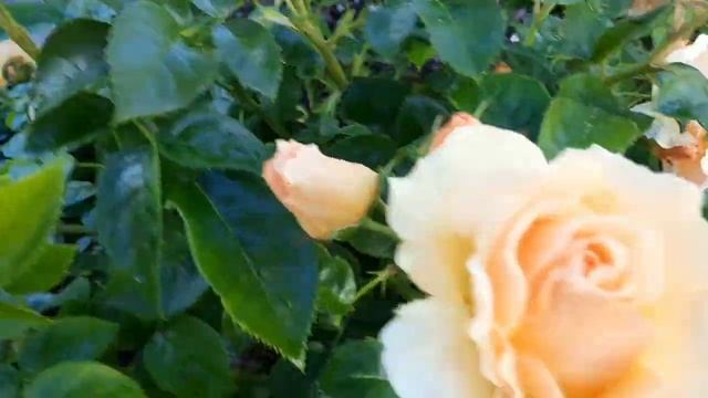 ХАНЗЕШТАДТ РОСТОК / HANSESTADT ROSTOCK. Первое цветение. 08.07.2022