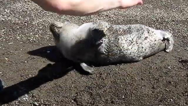 На берегу моря Нашли нерпу (Детеныша) на берегу моря смотреть онлайн
