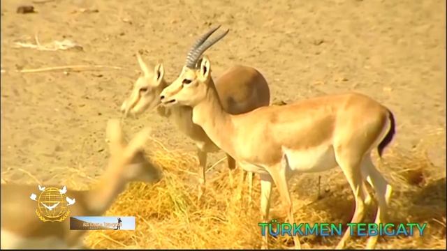 Природа Туркменистана