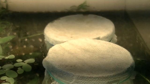 Ампулярии. Инкубатор для ампулярий.