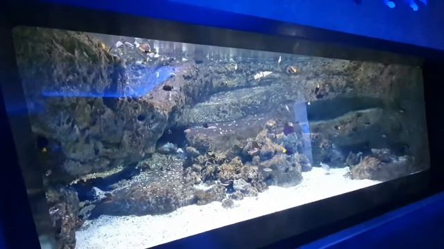 Стамбульский аквариум,торговый центр Аква Флория,океанариум, прогулка,Aqua Florya Istanbul Akvaryum