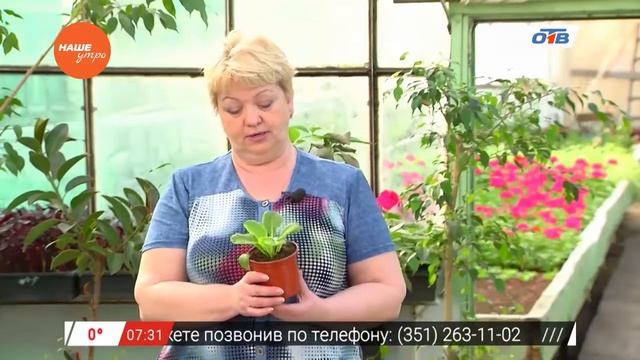 Наше УТРО на ОТВ – садовые истории о примуле бесстебельной смотреть онлайн