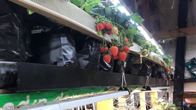 Фавори, продолжают плодоносить уже около месяца. смотреть онлайн