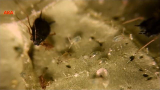 Aphis gossypii - бахчевая тля смотреть онлайн
