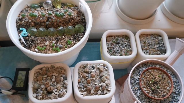 Мои ошибки. Литопсы, конофитумы, динтерантусы. смотреть онлайн