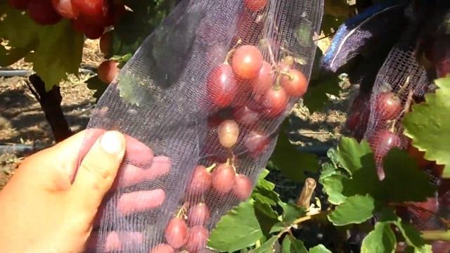 Новинка селекции Панченко (Дюжина х Валентина) 2019 смотреть онлайн