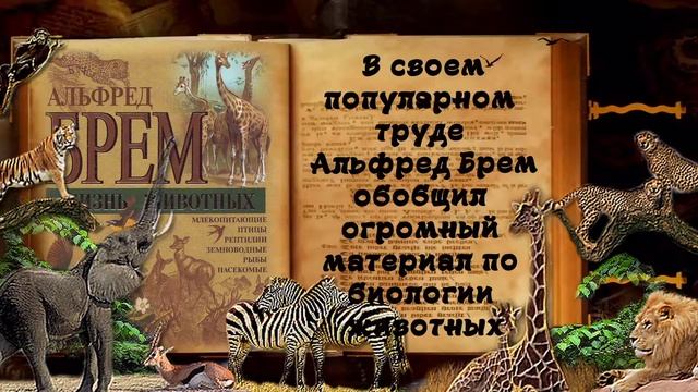 Жизнь животных смотреть онлайн