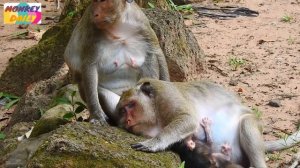 Look! Polly newborn milk mom very cuteness to see|Popeye still hug baby upside down|Monkey Daily 93