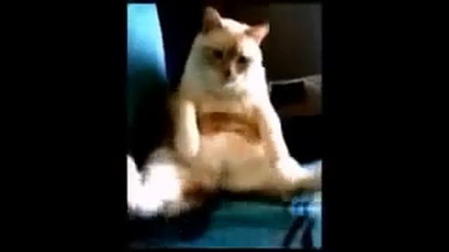 Ш000К!!1!1!!1 КОТ ПЕРНУЛ И ИКНУЛ ОДНОВРЕМЕННО!!?!1! СМОТРЕТЬ БЕЗ СМС И РЕГИСТРАЦИИ!?!!1! смотреть онлайн