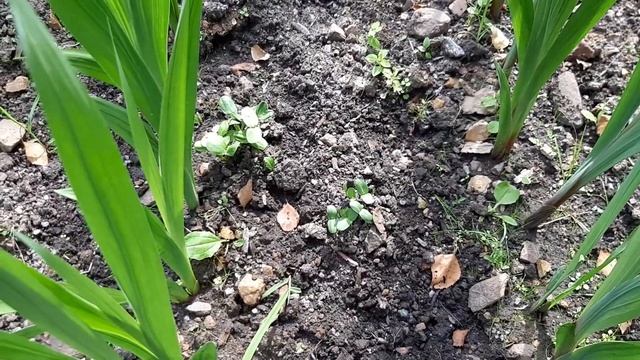 Бурундук на даче: польза или вред? смотреть онлайн