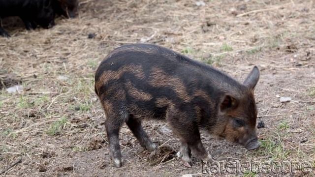 Свинья Кармал-Гибрид Вьетнамской Вислобрюхой Свиньи, Мангалицы и Корейской травоядной. смотреть онлайн