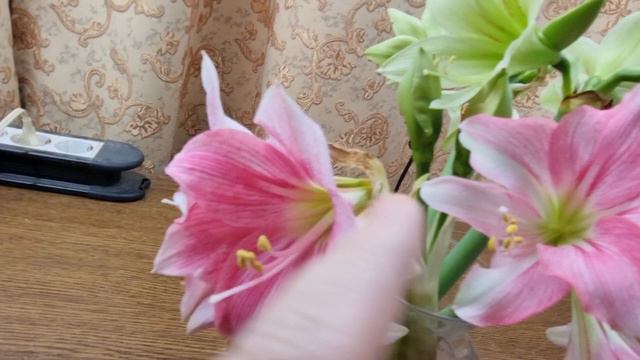 neon, увядание смотреть онлайн