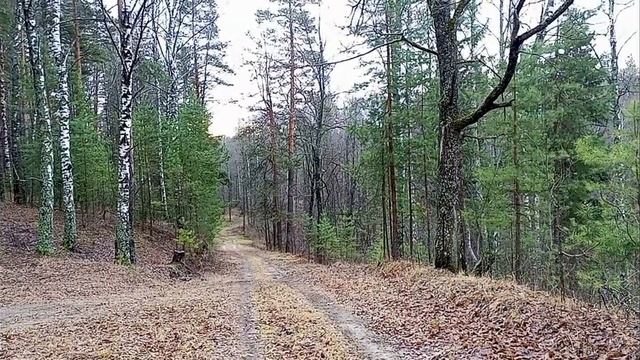 Осенний лес / Ближний родник смотреть онлайн