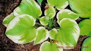 Хоста гибридная Дельта Дон (hosta delta dawn) ? обзор: как сажать, луковицы хосты Дельта Дон