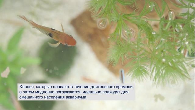 TetraMin - корм для здорового роста рыбок и чистой воды смотреть онлайн