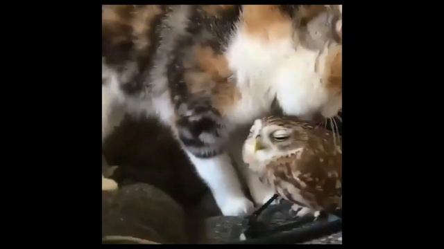 Приколы про животных Смешное видео про котов, собак и не только Такого Вы еще не видели! Выпуск 1 смотреть онлайн