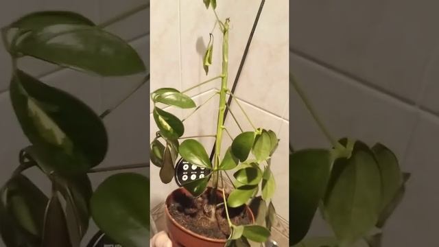 комнатные растения .шефлера гниет в сухой почве земле .прям пандемия гнилей друг за другом 2022 смотреть онлайн