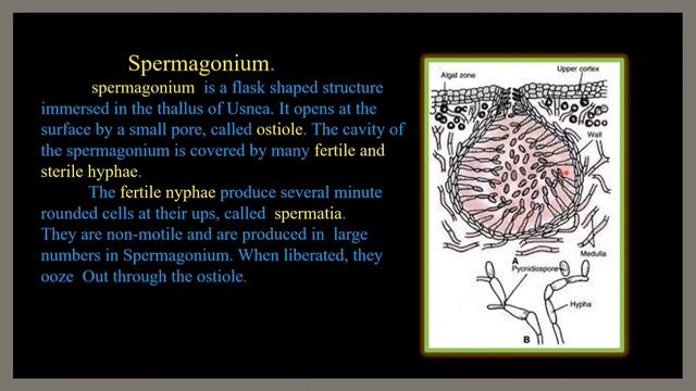 Morphology, Anatomy and Reproduction of Usnea/Lichen/Structure of Apothecium/for Biology students смотреть онлайн