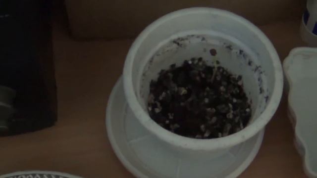 #Гроубокс ( GrowBox ) : Пересаживаем клубнику, сливу и малинький сикретик))) смотреть онлайн