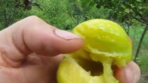 Слива Ренклод зеленый