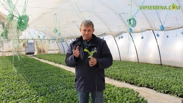 Подготовка рассады ранней капусты к высадке смотреть онлайн