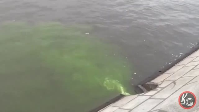 В Москву-реку на Пречистенской набережной льется ярко-зеленый поток непонятной жидкости. смотреть онлайн