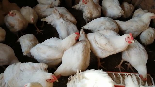 ИНВЕСТИЦИИ ПО ДЕРЕВЕНСКИ!НА ЧЕМ МЫ РЕАЛЬНО ЗАРАБАТЫВАЕМ В ДЕРЕВНЕ!КАК ПРОЖИТЬ НА ДОХОД ОТ ХОЗЯЙСТВА смотреть онлайн