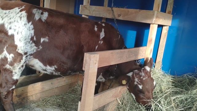 Коровник для одной головы. Айрширская нетель. смотреть онлайн