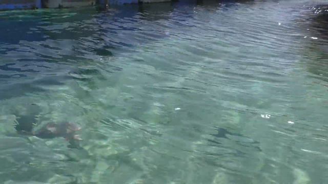 Шарм ель Шейх . смотреть онлайн