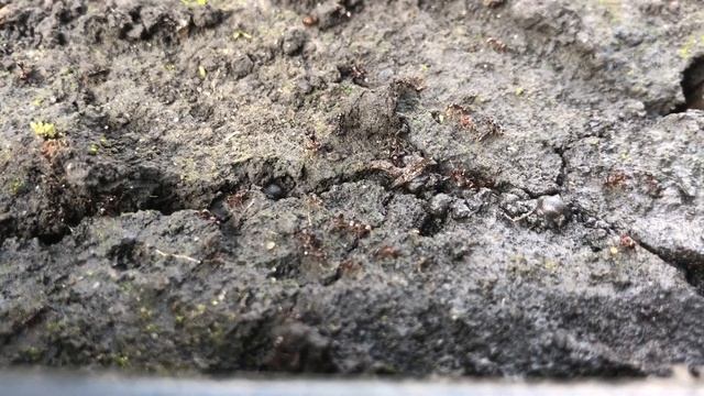 Обязательно пролейте Уксусом почву Осенью! Результат Очень Быстрый и Надежный! Урожаи тоннами смотреть онлайн