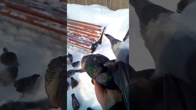 Как кормить голубей из рук/How to feed pigeons out of hand. смотреть онлайн