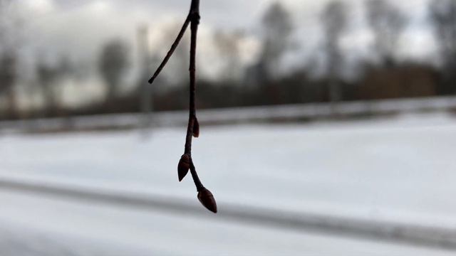 ПЕШИЕ ПРОГУЛКИ ПО ЛЕСАМ ПОДМОСКОВЬЯ. смотреть онлайн