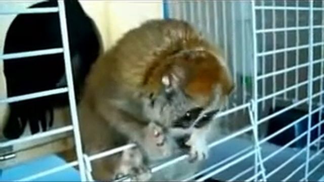 Какое нежное животное, лемур . смотреть онлайн