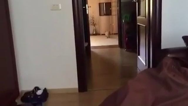 Меконгский бобтейл - ну просто пёс!!! Mekong bobtail super! Cofein Pride www.mekong-bobtail.ru смотреть онлайн