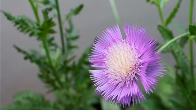 How to Care of Sweet Sultan Plant | Amberboa moschata смотреть онлайн