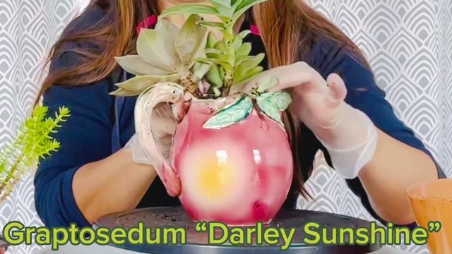 #27 Come and join me make another simple succulent arrangement. смотреть онлайн
