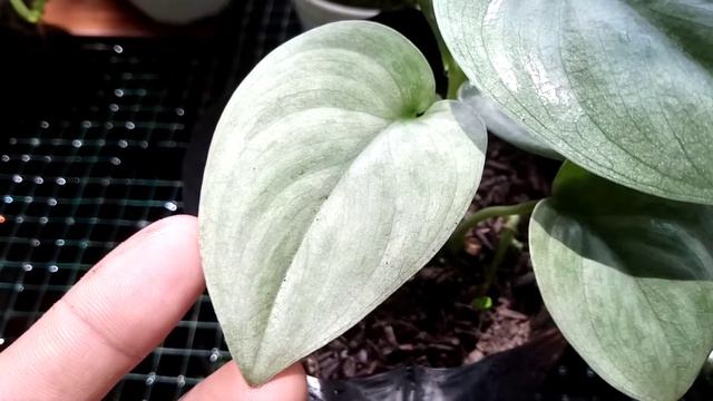 Scindapsus Silver Cloud