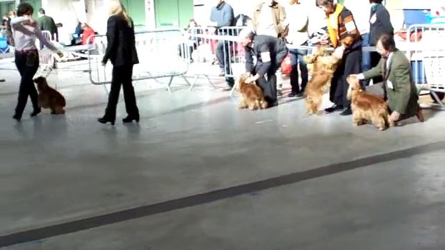 Exposition NIORT FRANCE - 9 FEV 08 - N°1 смотреть онлайн