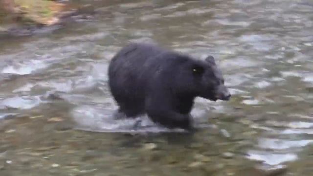 МЕДВЕДЬ напал на ПОЖИЛУЮ ЖЕНЩИНУ!  А дальше...