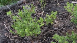 Выращивание принесённой из леса черники в своём саду.