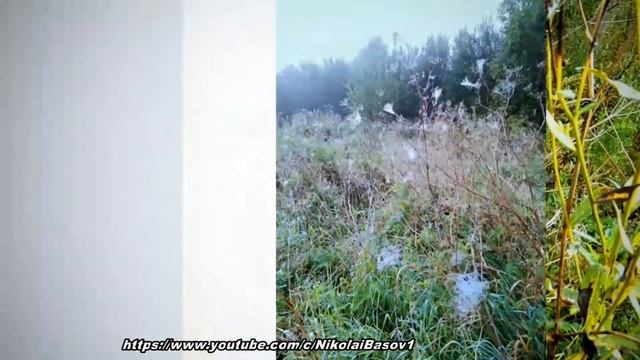 Лес,туман, паутина . смотреть онлайн