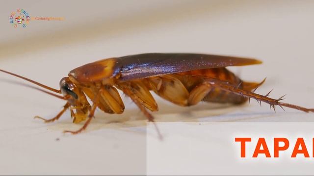 Learning Animals in Russian #3: INSECTS / Учим животных на русском #3: НАСЕКОМЫЕ смотреть онлайн