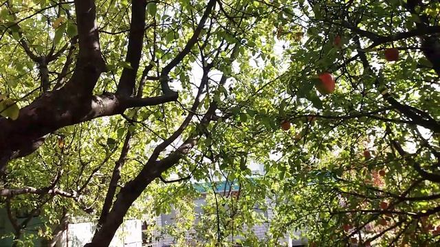 Последние дни лета. Пение птиц. Красивый вид. смотреть онлайн