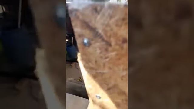 заливаем пенобетоном пристройку смотреть онлайн