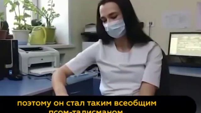 Трогательная история верности японского Хатико повторяется у стен кемеровского ковидного госпиталя смотреть онлайн