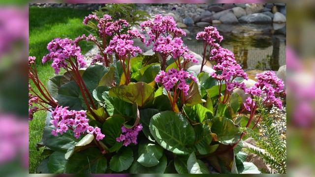 Бадан посадка и уход, размножение, использование