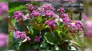 Бадан посадка и уход, размножение, использование