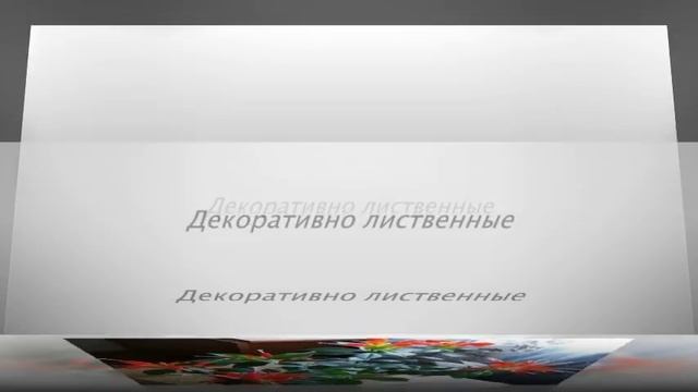 Комнатные растения для ВОСТОЧНЫХ окон смотреть онлайн